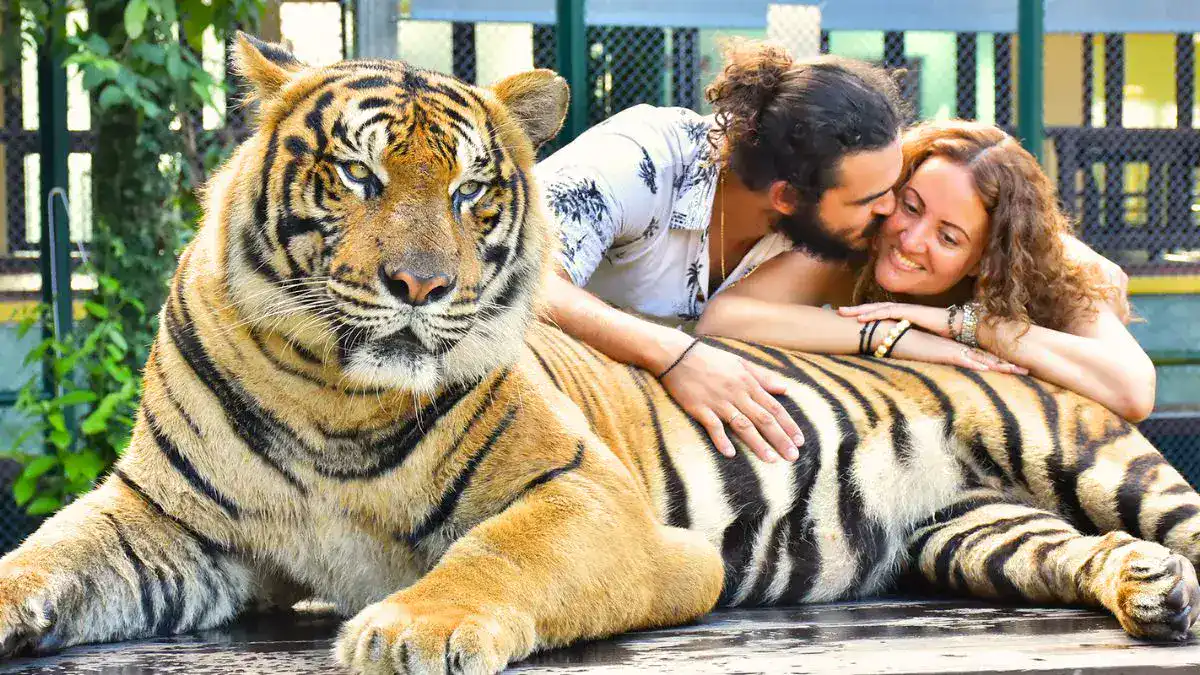 Interact with Tigers at Tiger Kingdom