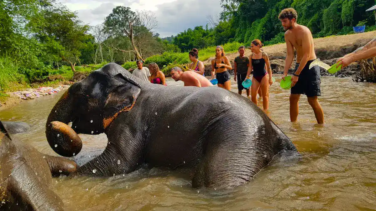 Pamper elephants at Elephant Jungle Sanctuary