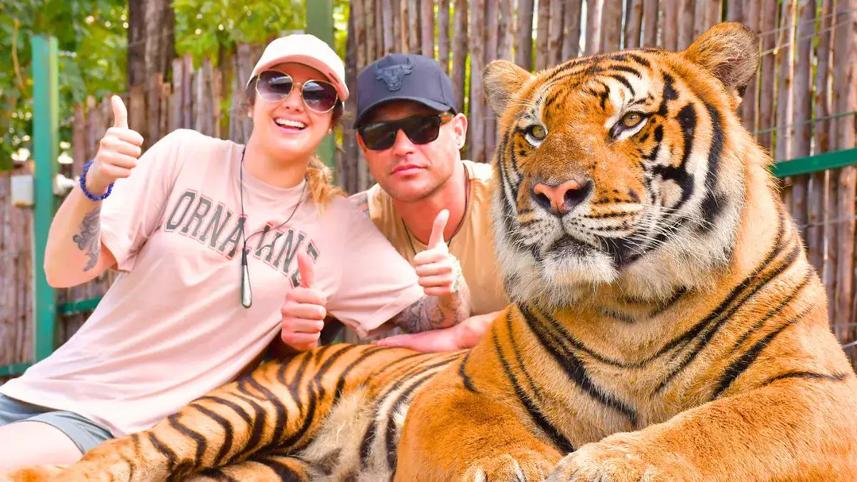 Photos Clicked with Tigers and Cheetahs