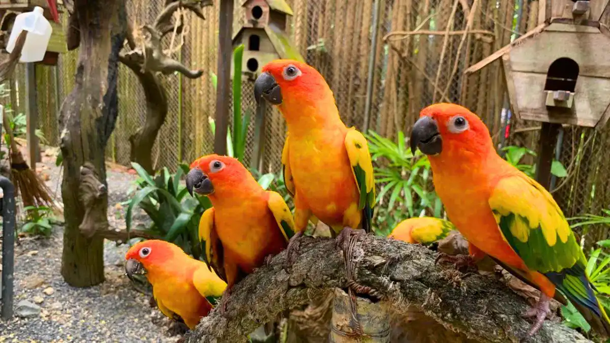 Phuket Bird Park