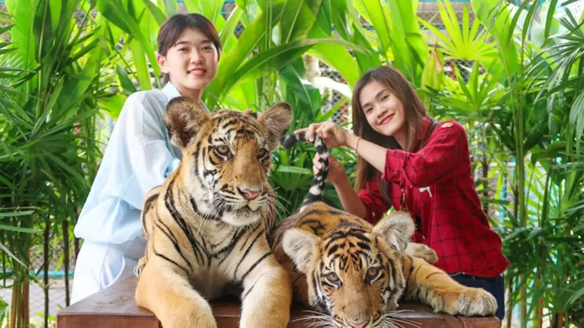 Selfie with Tigers at Tiger Park Pattaya