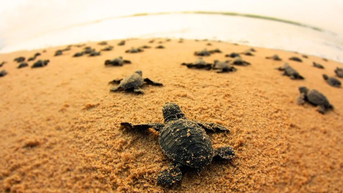 Turtle-Releasing Festival