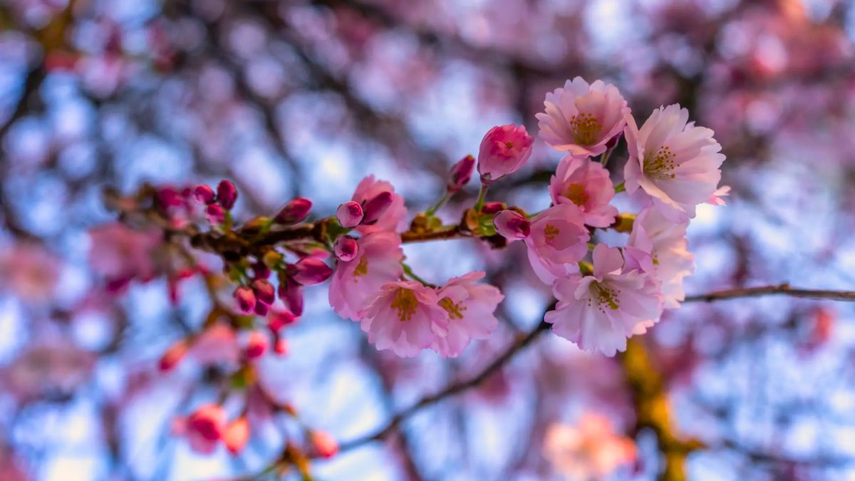 Blooming Cherry Blossoms