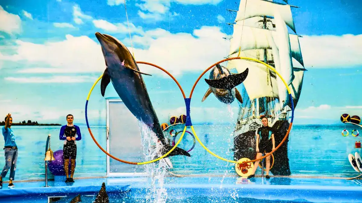 Phuket Dolphin Show