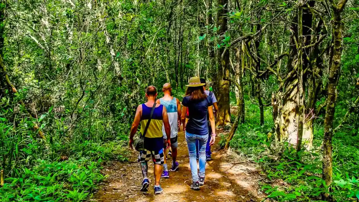 Trekking in Chiang Mai