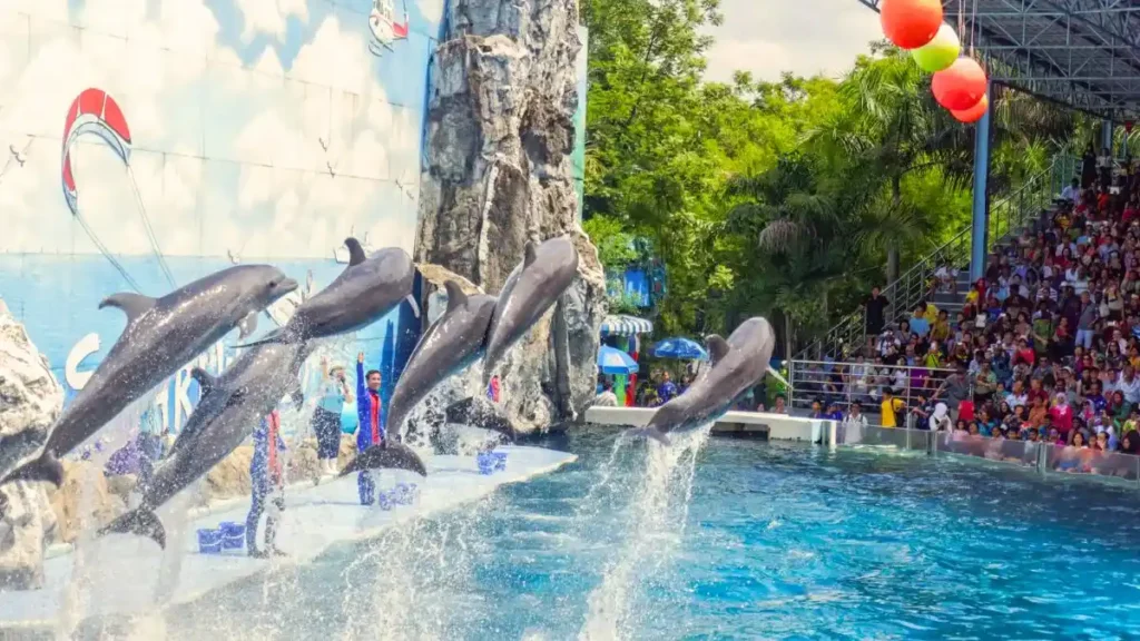 Meet the Dolphins at Safari World