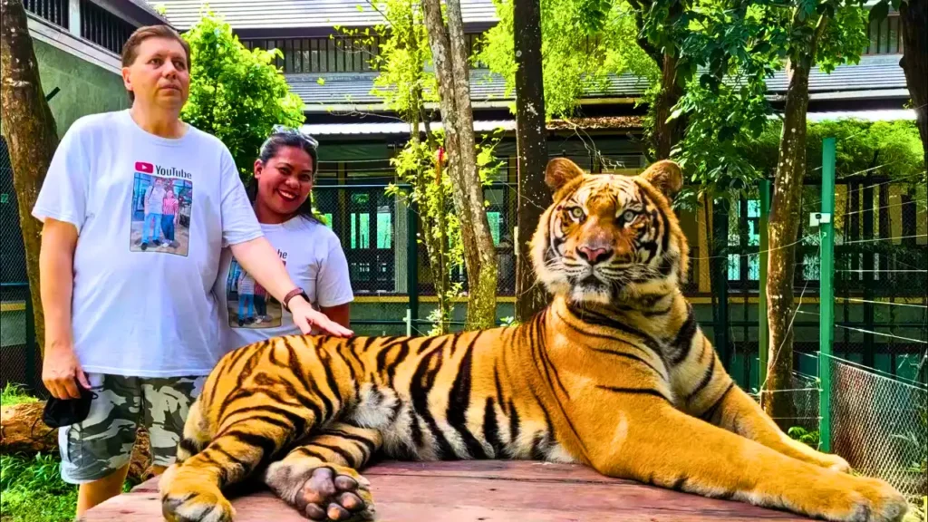 Phuket Tiger Kingdom